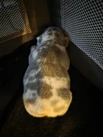 TATER, a male French Bulldog for sale in Hanover, PA – Photo 2 of 4