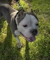 Blu, a male American Bully for sale in Birmingham, AL – 1 of 2