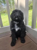 Daisy, a female Bernedoodle for sale in Cadiz, OH – Photo 3 of 3