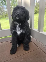 Daisy, a female Bernedoodle for sale in Cadiz, OH – Photo 2 of 3