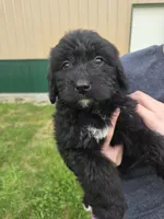 Puppy 2, a female Bernedoodle for sale in Cadiz, OH – Photo 3 of 3