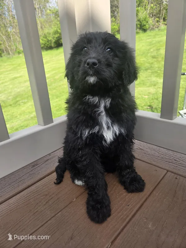 Daisy, a female Bernedoodle for sale in Cadiz, OH – Photo 1 of 3