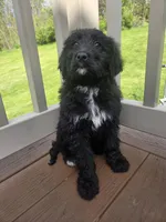 Daisy, a female Bernedoodle for sale in Cadiz, OH – Photo 1 of 3