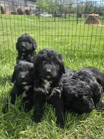 Puppy 2, a female Bernedoodle for sale in Cadiz, OH – Photo 2 of 3