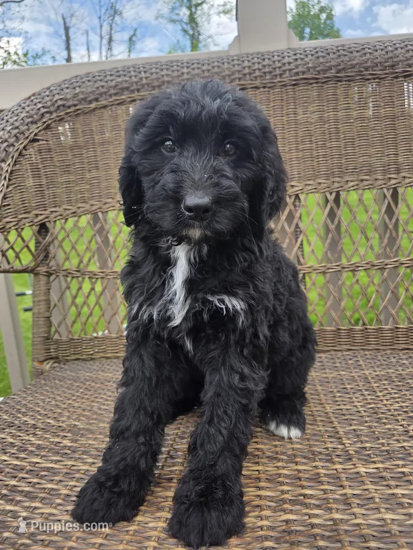 Maggie, a female Bernedoodle for sale in Cadiz, OH – Photo 1 of 2