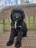 Maggie, a female Bernedoodle for sale in Cadiz, OH – Photo 1 of 2