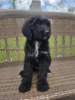 Maggie, a female Bernedoodle for sale in Cadiz, OH – Photo 2 of 2