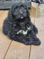 Dallie, a female Bernedoodle for sale in Cadiz, OH – Photo 2 of 2