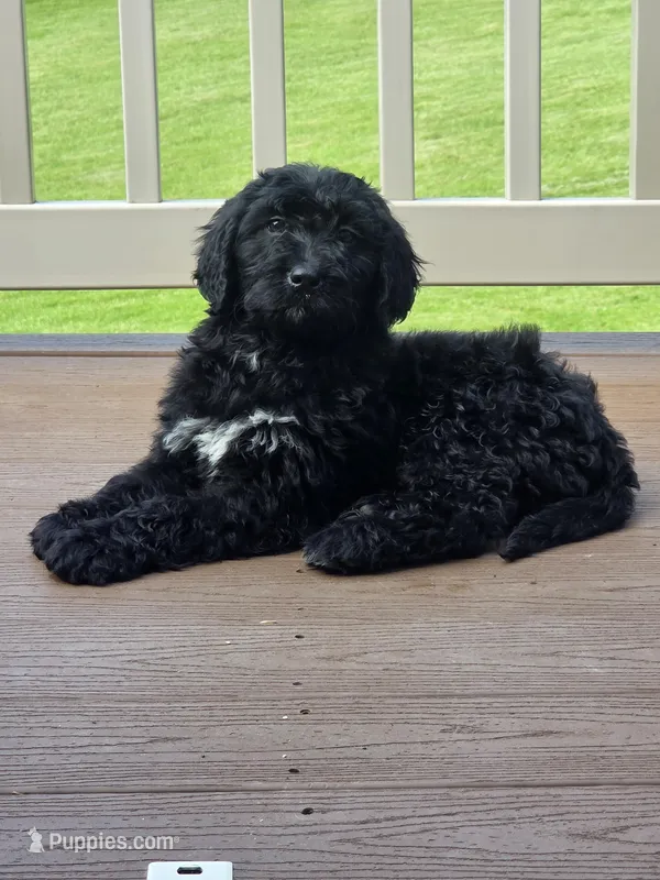 Dallie, a female Bernedoodle for sale in Cadiz, OH – Photo 1 of 2