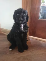 Puppy 2, a female Bernedoodle for sale in Cadiz, OH – Photo 1 of 3