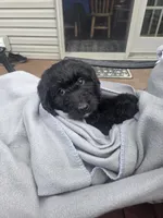 Diesel, a male Bernedoodle for sale in Cadiz, OH – 4 of 4