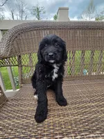 Molly, a female Bernedoodle for sale in Cadiz, OH – 2 of 3