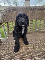 Molly, a female Bernedoodle for sale in Cadiz, OH – 3 of 3