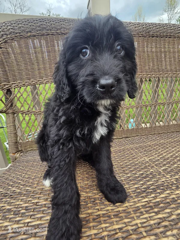 Molly – Bernedoodle puppy for sale in Cadiz, OH