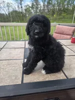 Diesel, a male Bernedoodle for sale in Cadiz, OH – 3 of 4