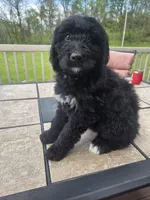 Diesel, a male Bernedoodle for sale in Cadiz, OH – 2 of 4