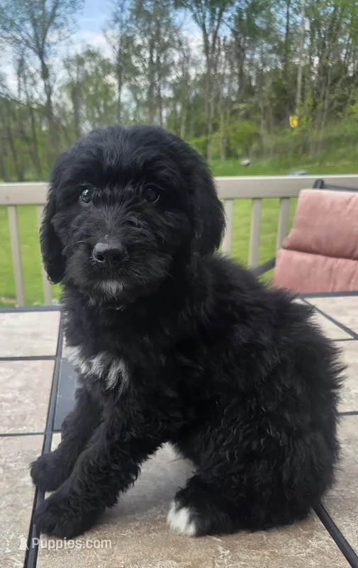 Diesel – Bernedoodle puppy for sale in Cadiz, OH