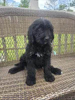 Donnie, a male Bernedoodle for sale in Cadiz, OH – 3 of 3