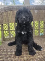 Donnie, a male Bernedoodle for sale in Cadiz, OH – 2 of 3