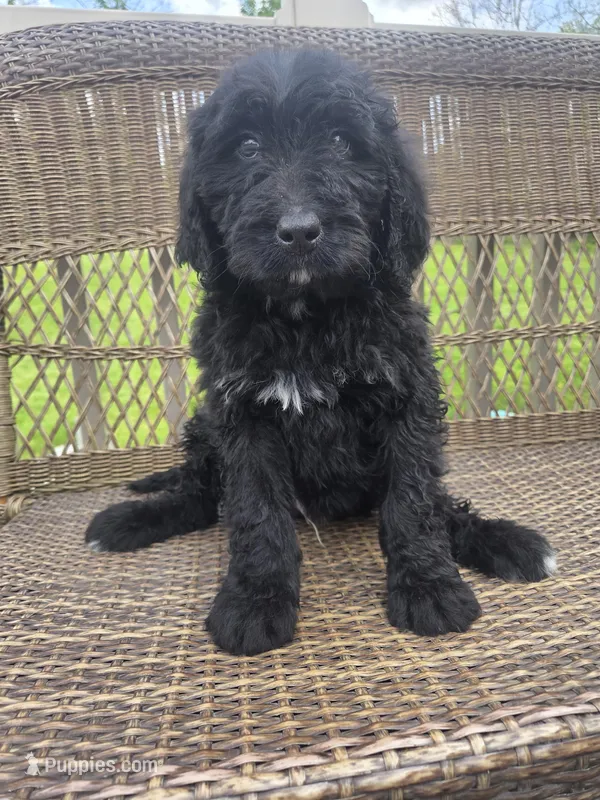 Donnie – Bernedoodle puppy for sale in Cadiz, OH