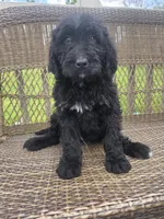 Donnie, a male Bernedoodle for sale in Cadiz, OH – 1 of 3