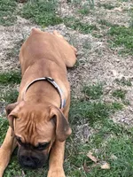 Tink, a female Boxer for sale in Wood River, IL – Photo 3 of 5