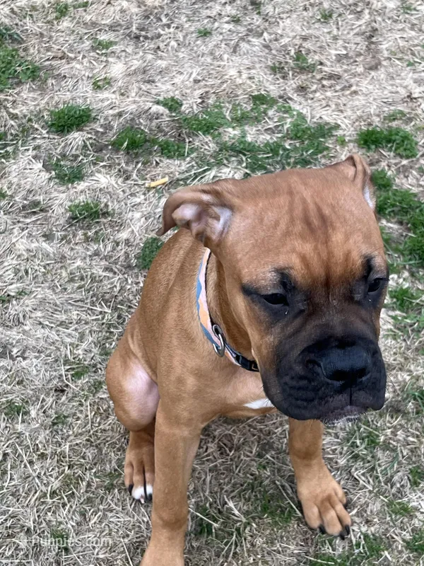 Tink – Boxer puppy for sale in Wood River, IL