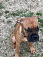 Tink, a female Boxer for sale in Wood River, IL – Photo 4 of 5