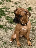 Tink, a female Boxer for sale in Wood River, IL – Photo 2 of 5