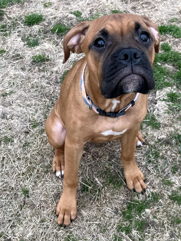 Tink – Boxer puppy for sale in Wood River, IL