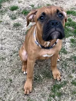 Tink, a female Boxer for sale in Wood River, IL – Photo 1 of 5