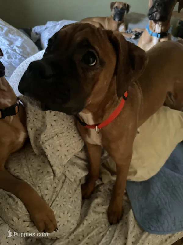 Sandy – Boxer puppy for sale in Wood River, IL