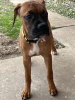 Sandy, a female Boxer for sale in Wood River, IL – Photo 6 of 7