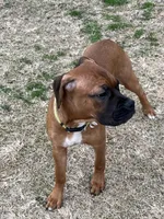 Sandy, a female Boxer for sale in Wood River, IL – Photo 7 of 7