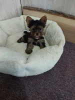 Archie, a male Yorkshire Terrier for sale in Mount Pleasant, MI – 2 of 5