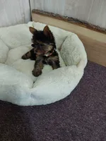 Archie, a male Yorkshire Terrier for sale in Mount Pleasant, MI – 3 of 5