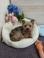 Bonnie, a female Yorkshire Terrier for sale in Mount Pleasant, MI – 4 of 5