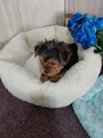 Chester, a male Yorkshire Terrier for sale in Mount Pleasant, MI – 3 of 5