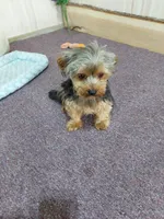 Archie, a male Yorkshire Terrier for sale in Mount Pleasant, MI – 5 of 5