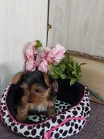 Shelly, a female Yorkshire Terrier for sale in Mount Pleasant, MI – 3 of 5