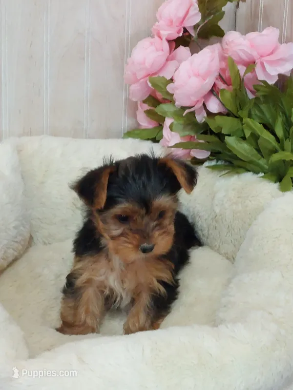 Shelly – Yorkshire Terrier puppy for sale in Mount Pleasant, MI