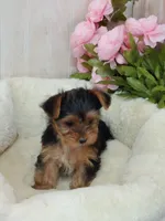 Shelly, a female Yorkshire Terrier for sale in Mount Pleasant, MI – 1 of 5