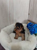 Leo, a male Yorkshire Terrier for sale in Mount Pleasant, MI – 3 of 5