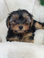 Bonnie, a female Yorkshire Terrier for sale in Mount Pleasant, MI – 2 of 5