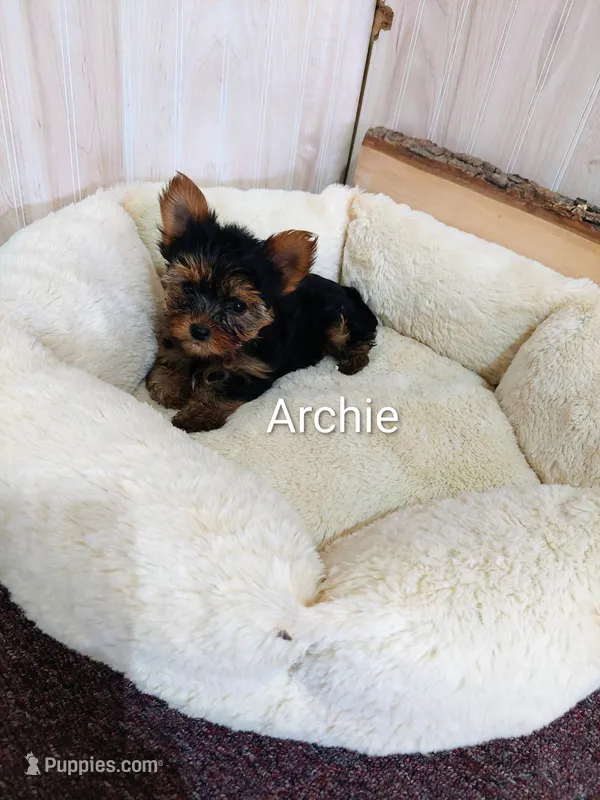 Archie – Yorkshire Terrier puppy for sale in Mount Pleasant, MI