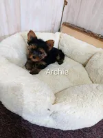 Archie, a male Yorkshire Terrier for sale in Mount Pleasant, MI – 1 of 5