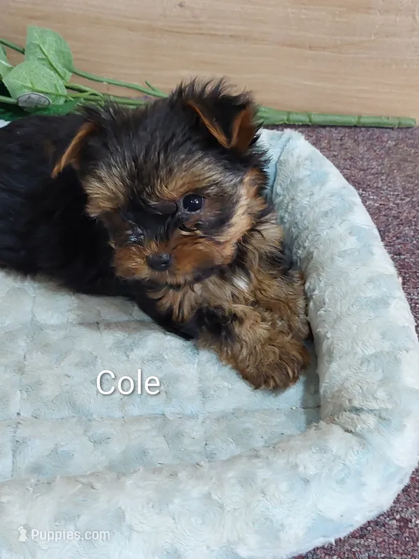 Cole – Yorkshire Terrier puppy for sale in Mount Pleasant, MI