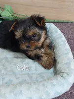 Cole, a male Yorkshire Terrier for sale in Mount Pleasant, MI – 1 of 5