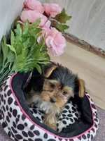 Shelly, a female Yorkshire Terrier for sale in Mount Pleasant, MI – 2 of 5