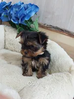 Cole, a male Yorkshire Terrier for sale in Mount Pleasant, MI – 2 of 5